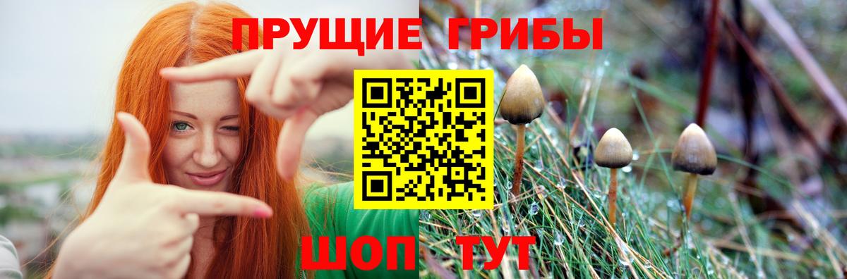 Псилоцибиновые грибы Cubensis Каменск-Уральский
